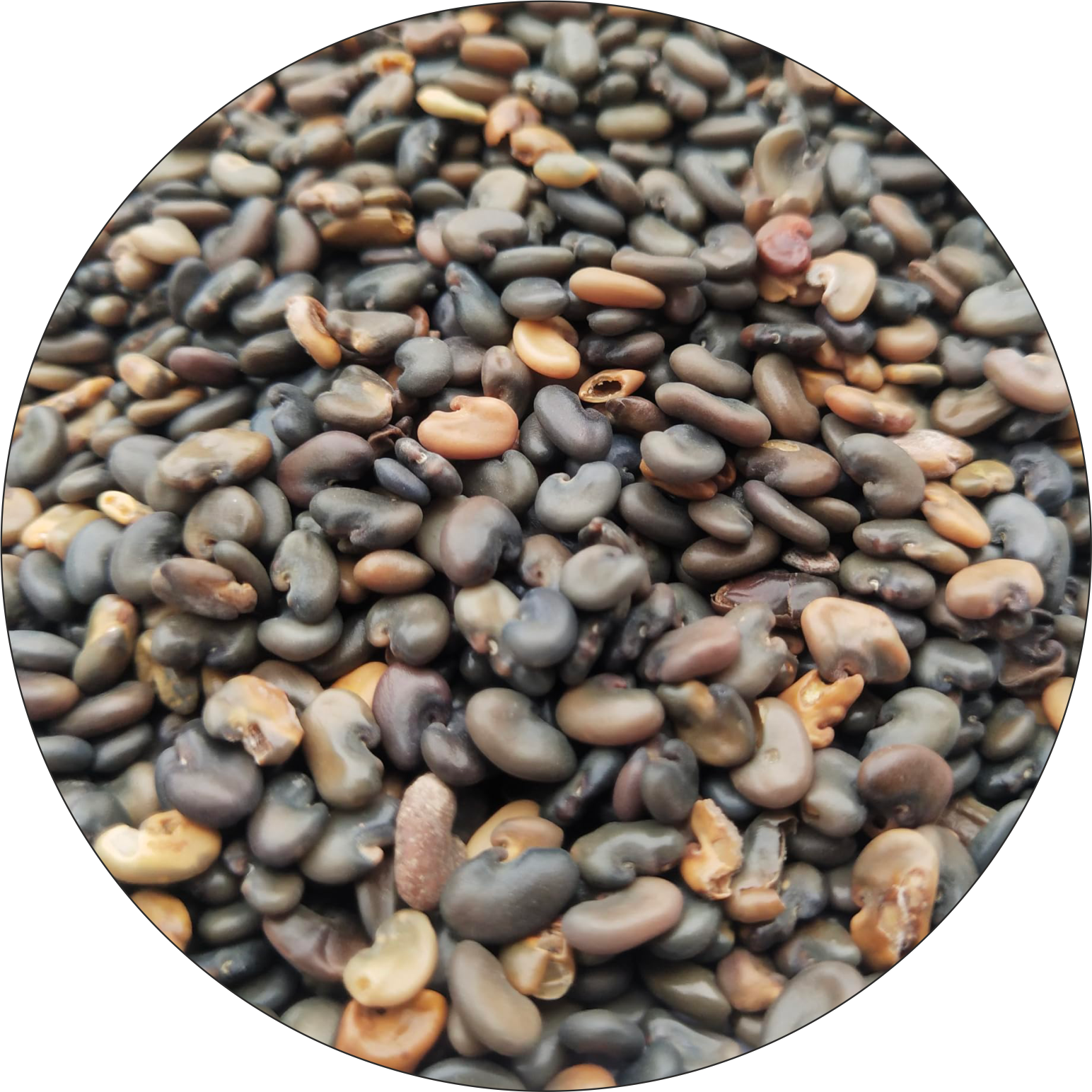 Pura Mark Seeds 